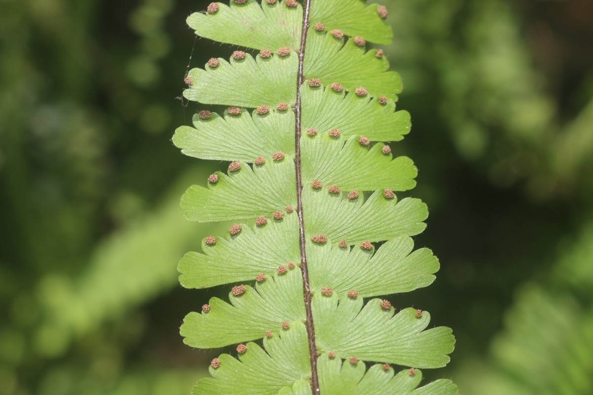 Adiantum caudatum L.