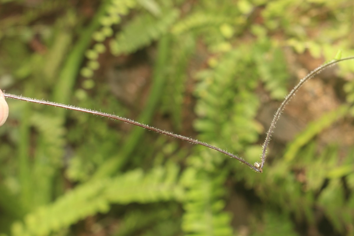 Adiantum caudatum L.