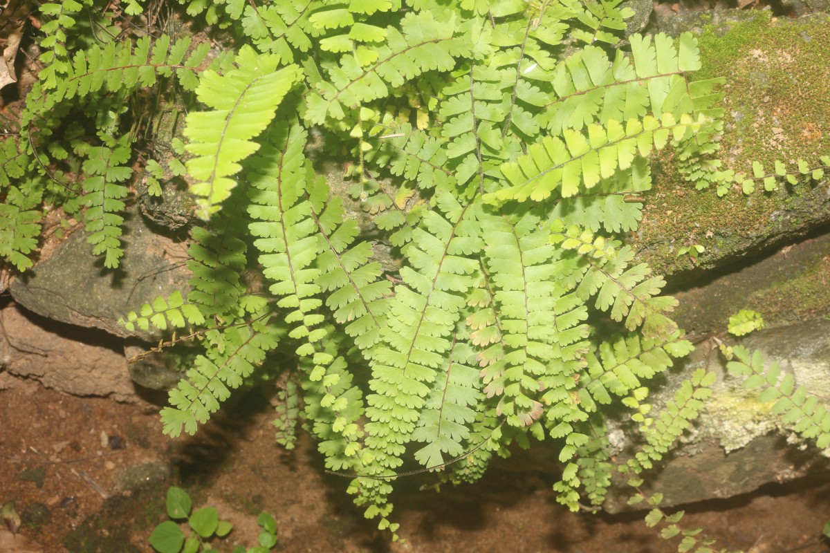 Adiantum caudatum L.