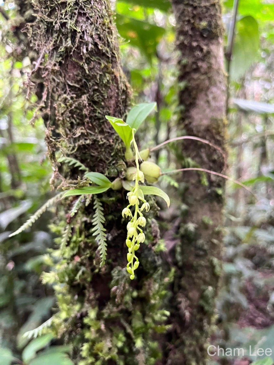 Liparis elliptica Wight