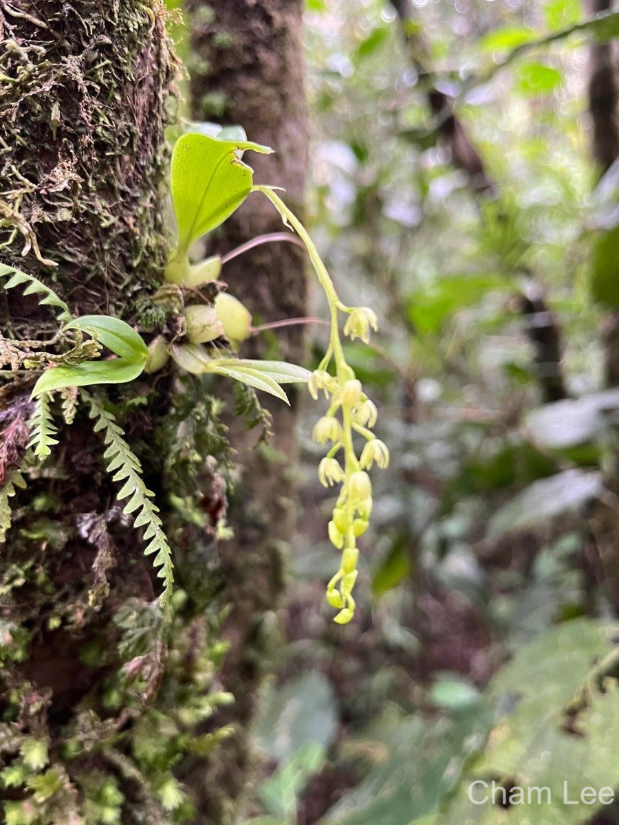 Liparis elliptica Wight