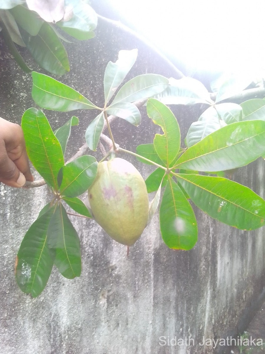 Pachira aquatica Aubl.