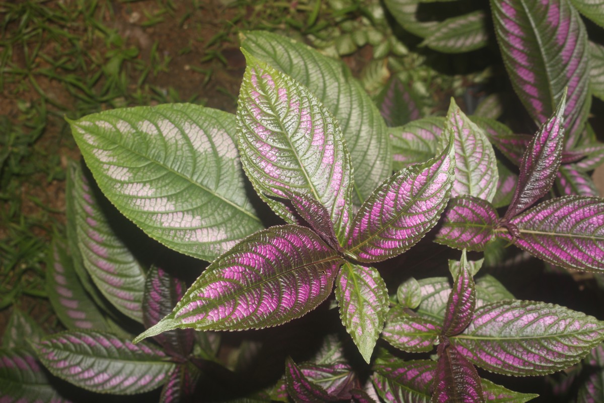 Strobilanthes auriculata var. dyeriana (Mast.) J.R.I.Wood