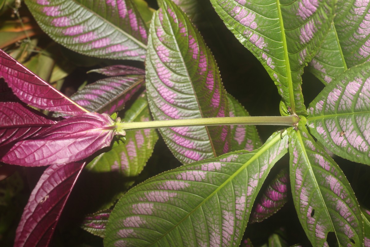 Strobilanthes auriculata var. dyeriana (Mast.) J.R.I.Wood