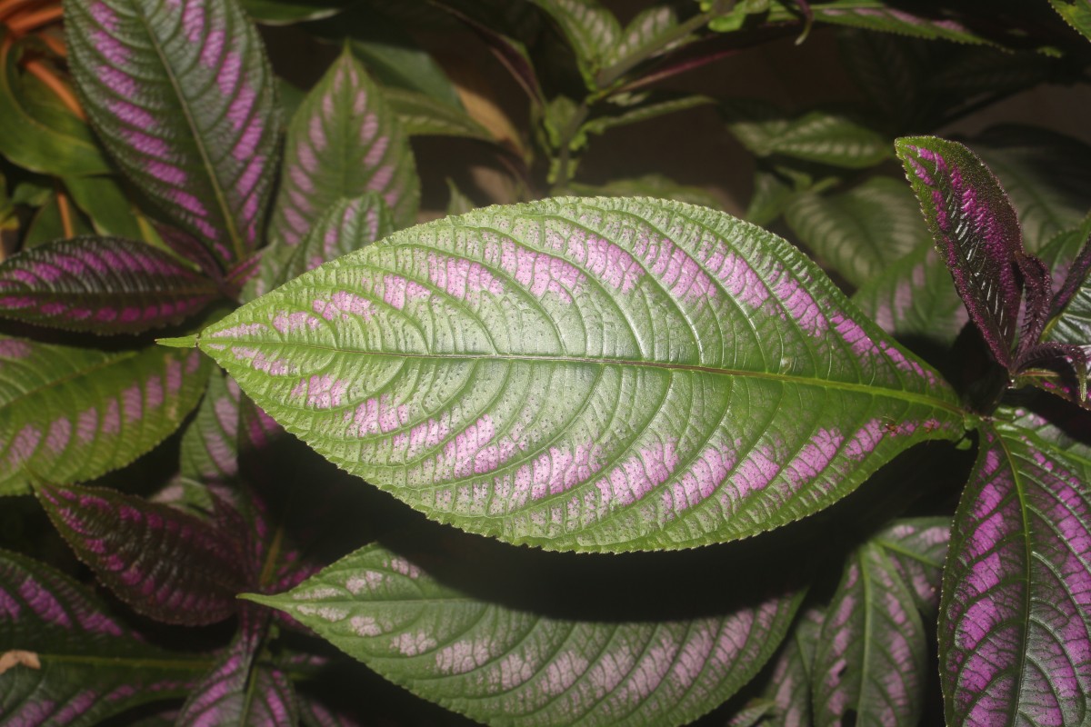 Strobilanthes auriculata var. dyeriana (Mast.) J.R.I.Wood