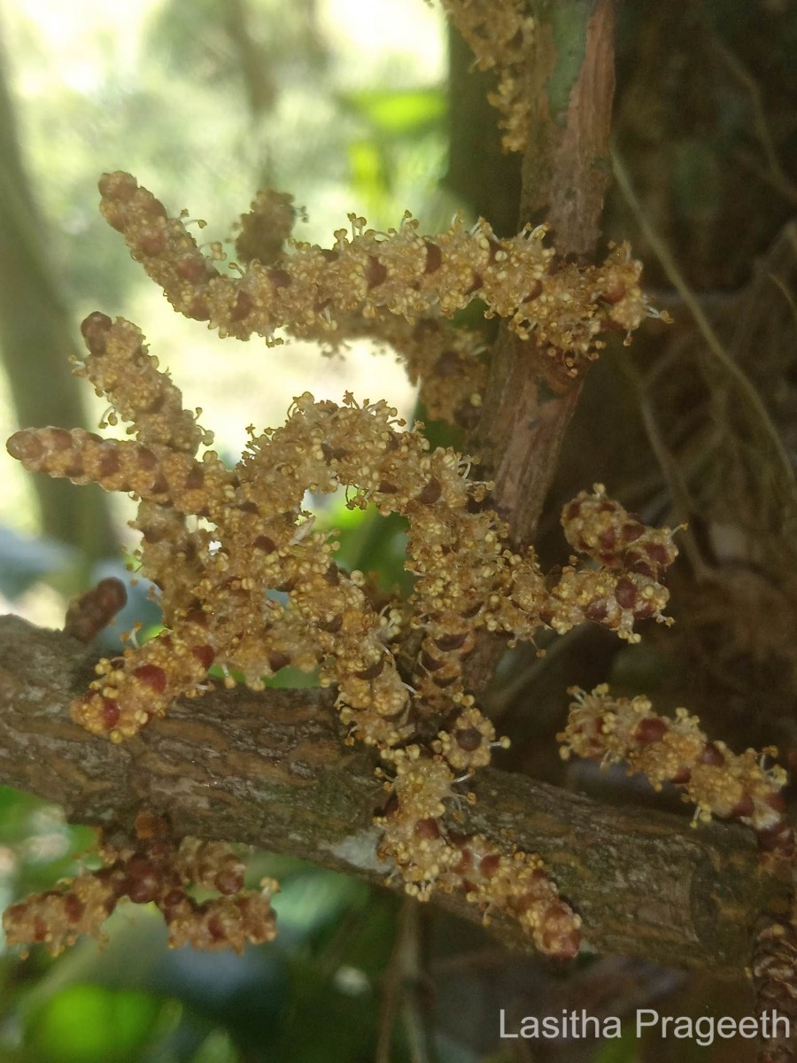 Aporosa latifolia Thwaites