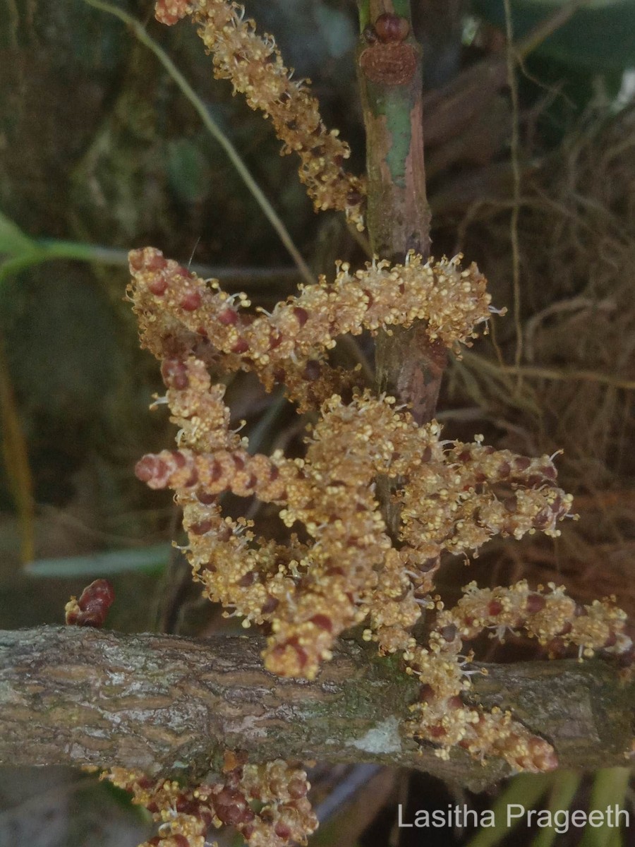 Aporosa latifolia Thwaites