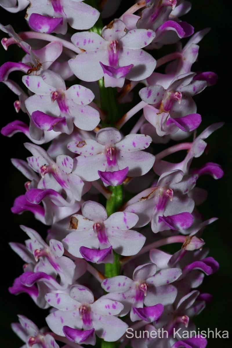 Rhynchostylis retusa (L.) Blume