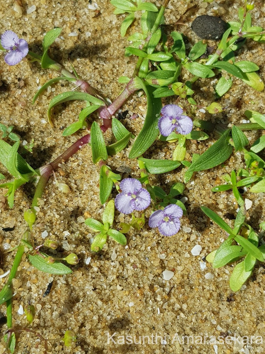 Murdannia striatipetala Faden