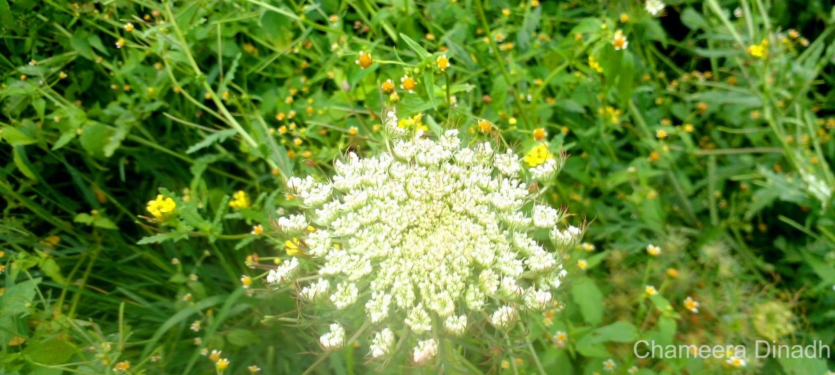 Daucus carota L.