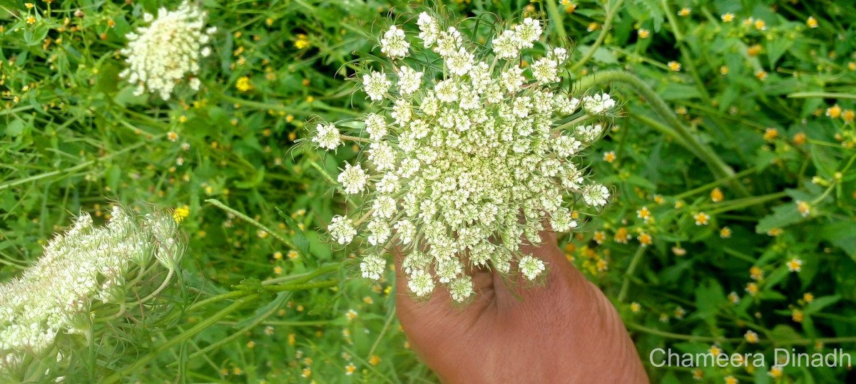 Daucus carota L.