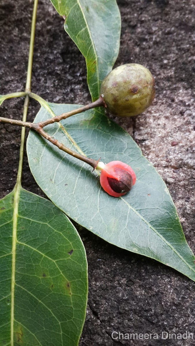 Commiphora caudata (Wight & Arn.) Engl.