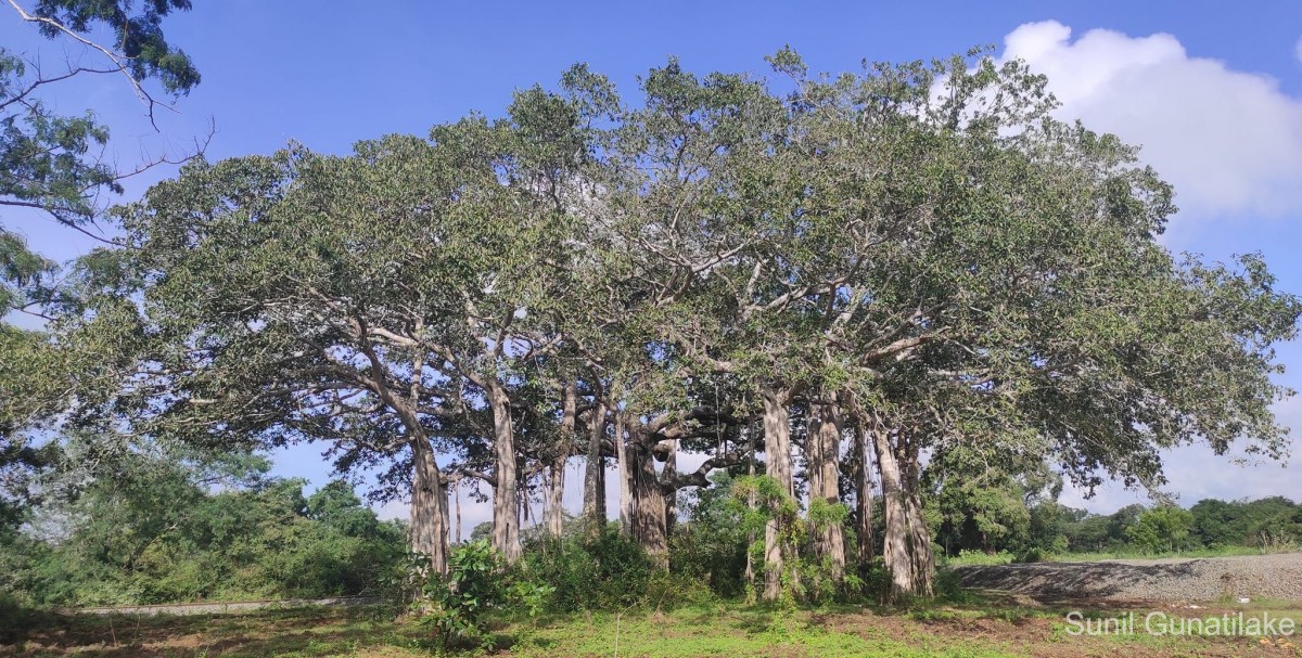 Ficus benghalensis L.