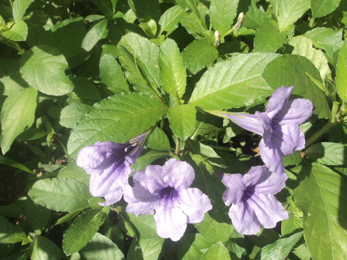 Ruellia tuberosa L.