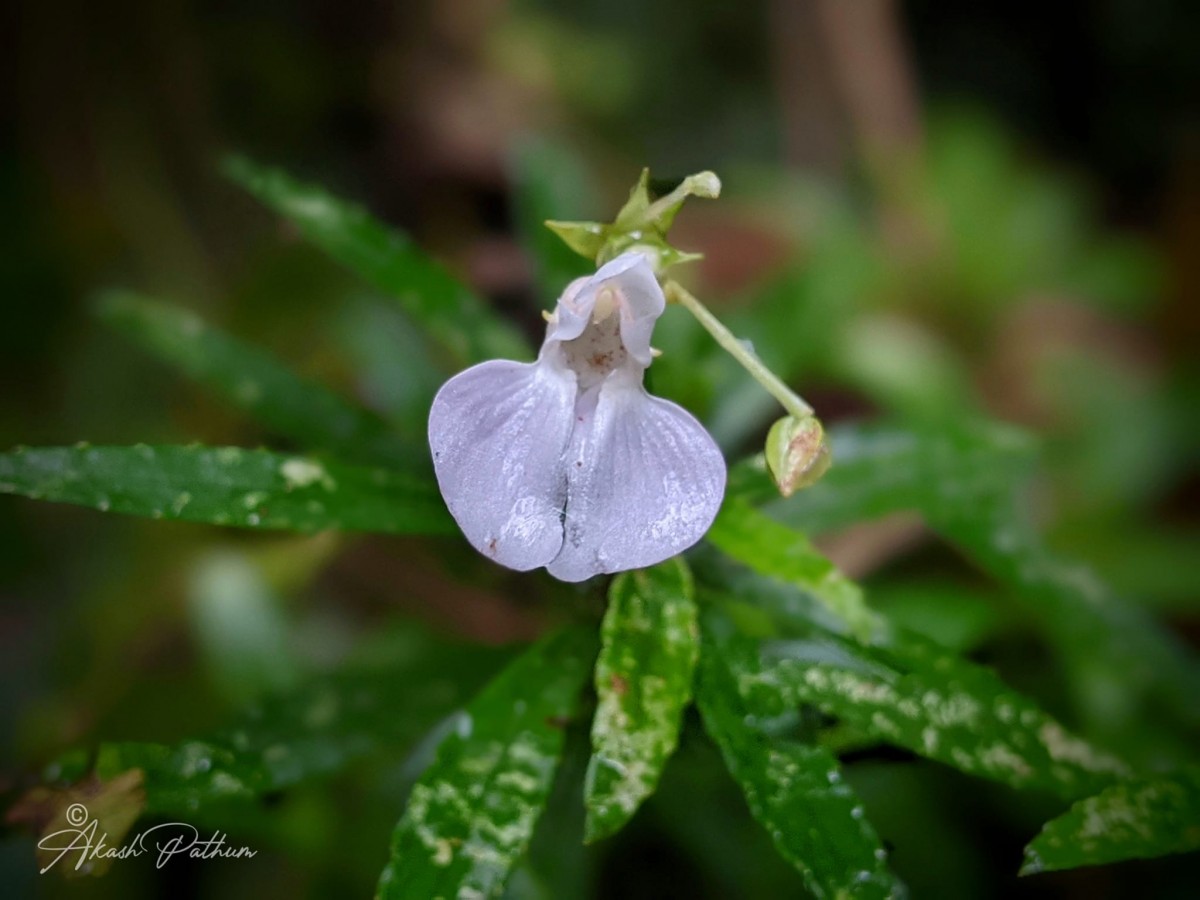 Impatiens linearis Arn.