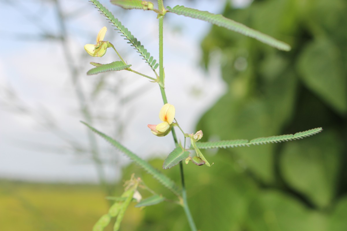 Aeschynomene indica L.