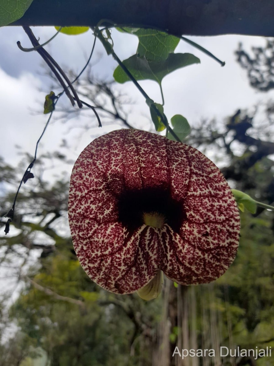 Aristolochia littoralis Parodi