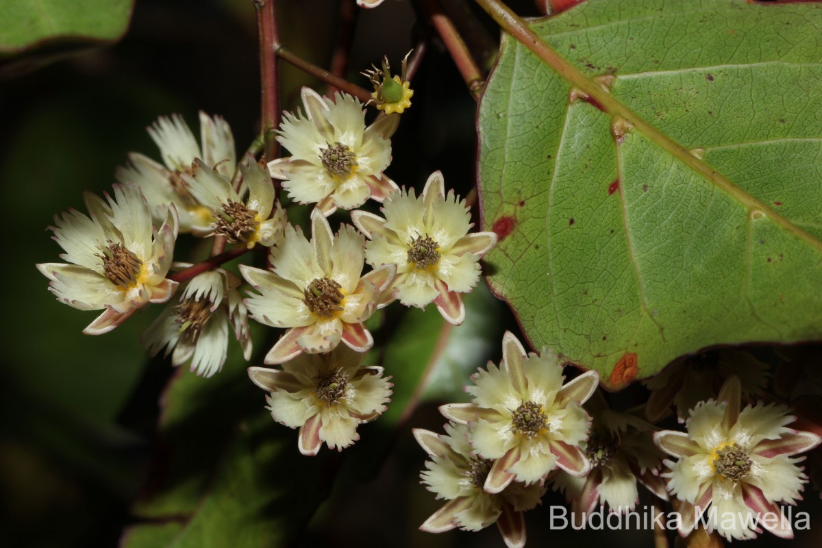 Elaeocarpus ceylanicus (Arn.) Mast..