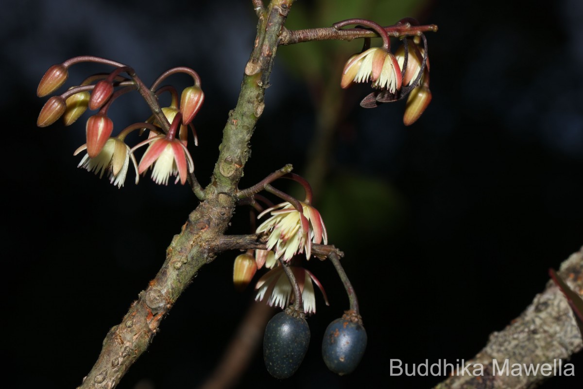 Elaeocarpus ceylanicus (Arn.) Mast..