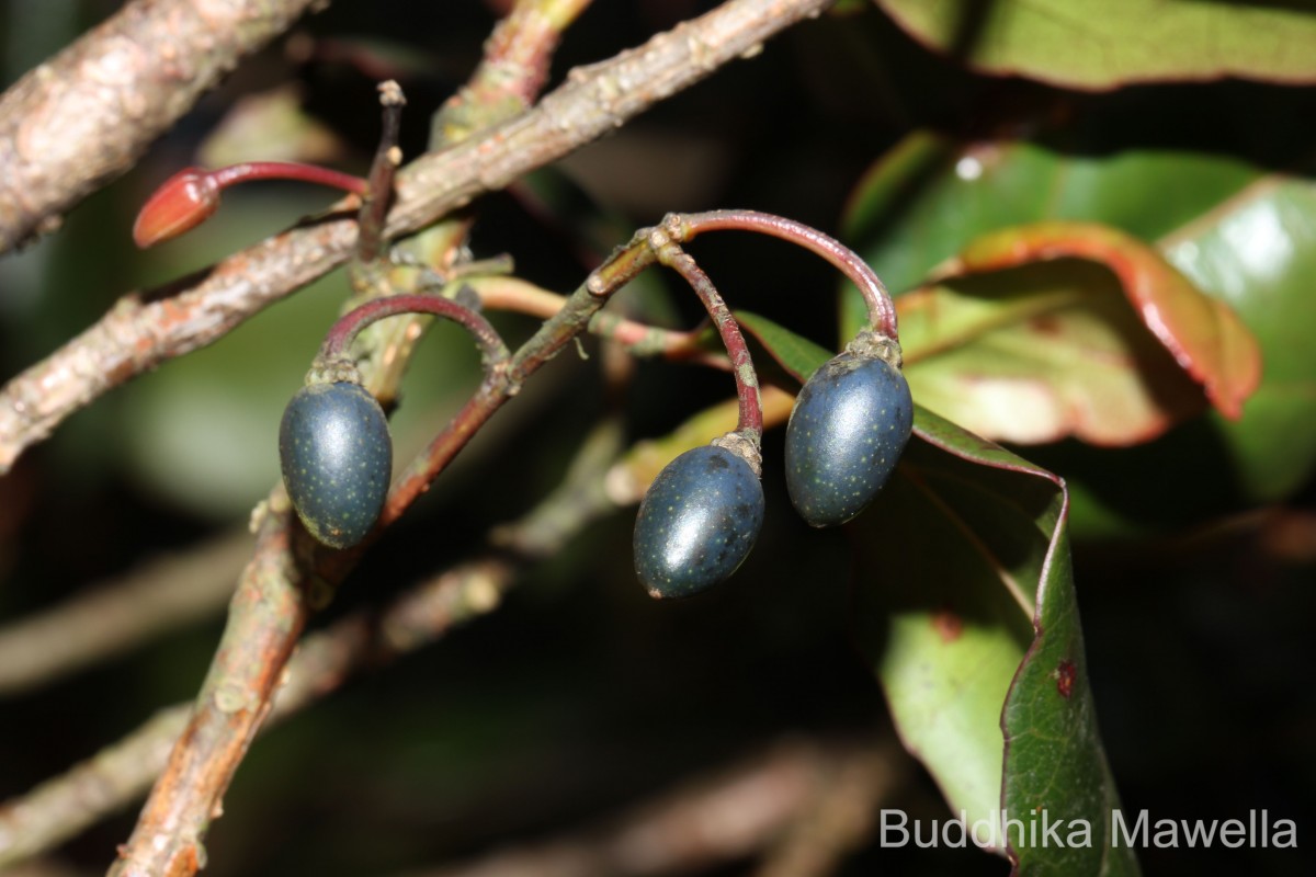 Elaeocarpus ceylanicus (Arn.) Mast..