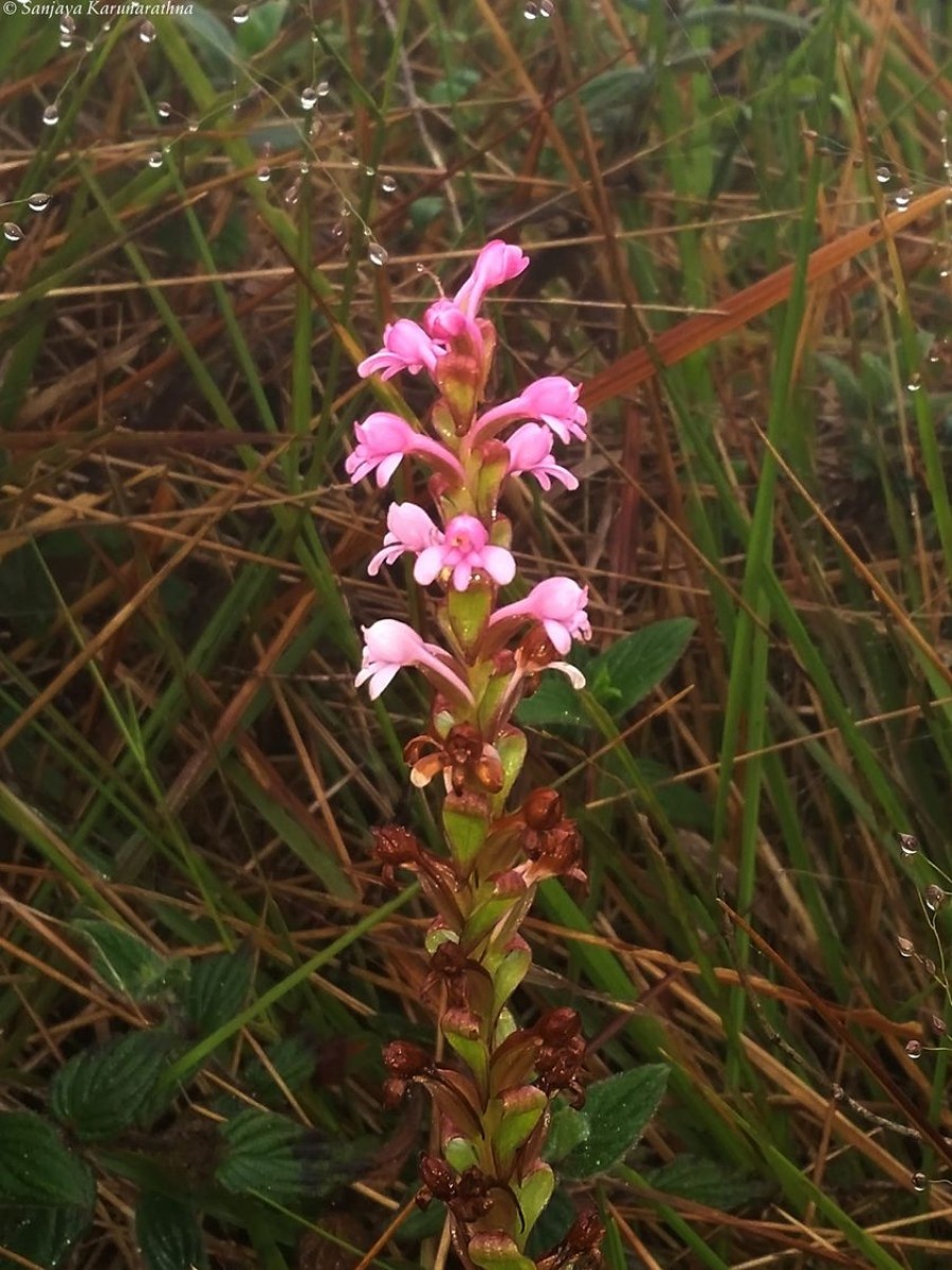 Satyrium nepalense D.Don
