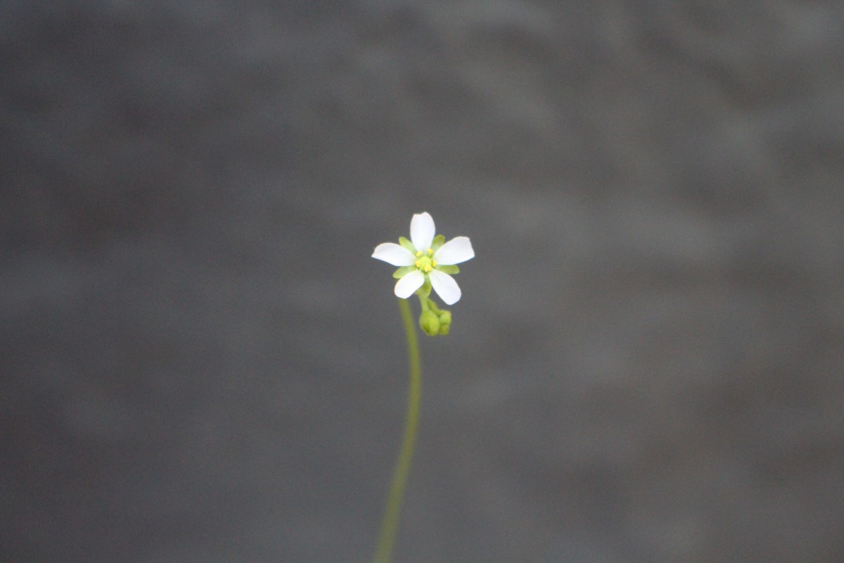 Drosera burmanni Vahl