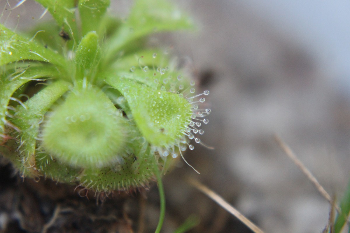 Drosera burmanni Vahl