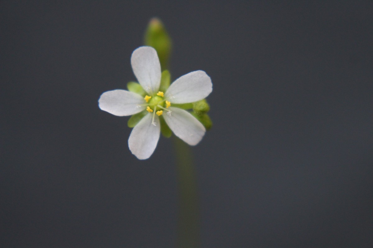 Drosera burmanni Vahl