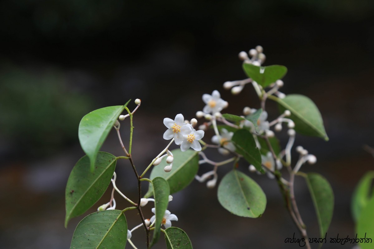 Doona ovalifolia Thwaites