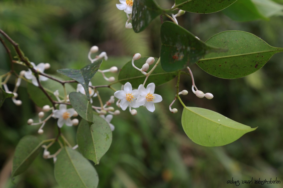 Doona ovalifolia Thwaites