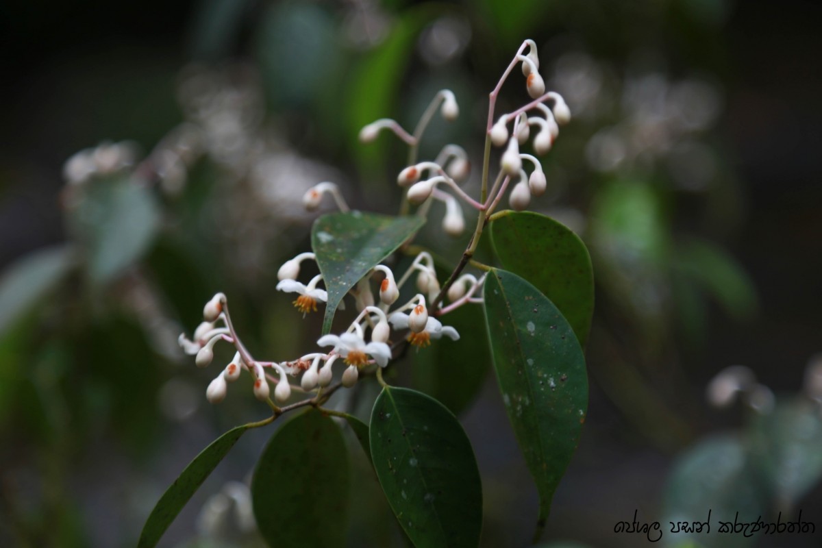 Doona ovalifolia Thwaites