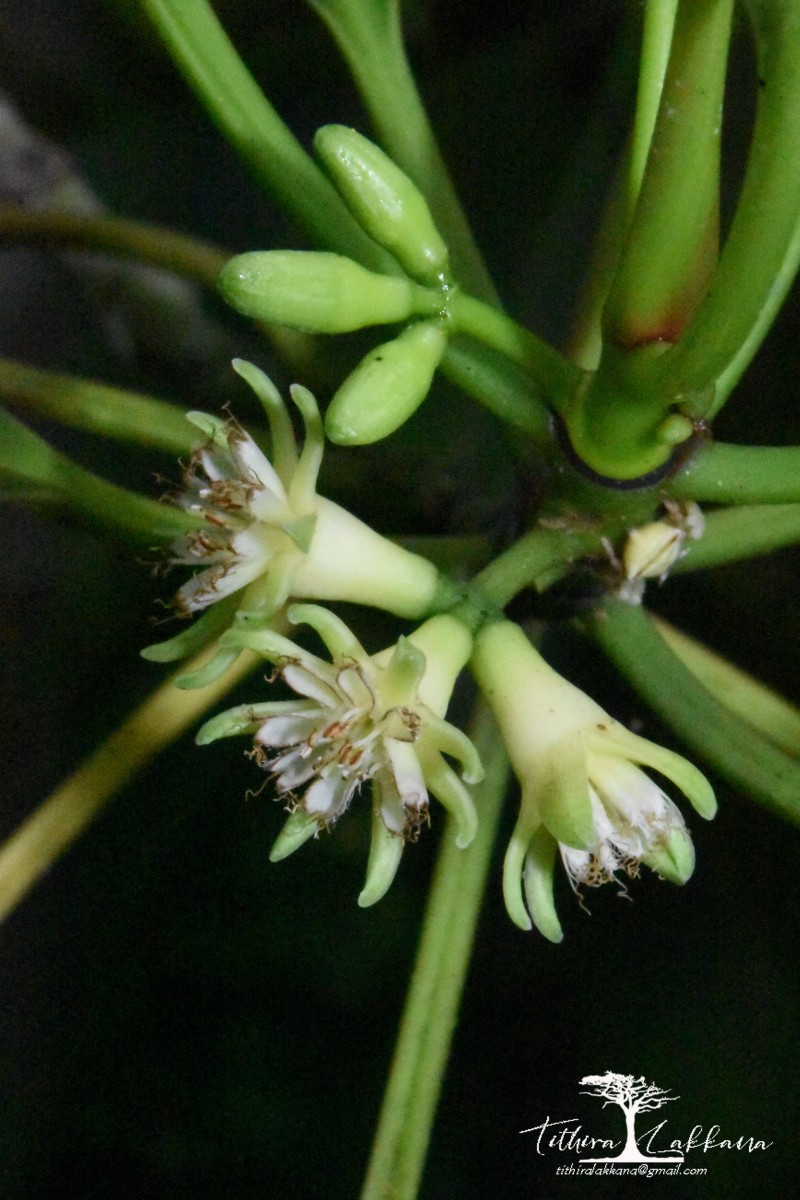 Bruguiera cylindrica (L.) Blume