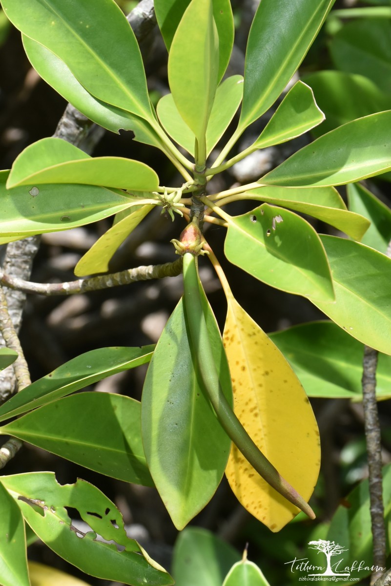 Bruguiera cylindrica (L.) Blume