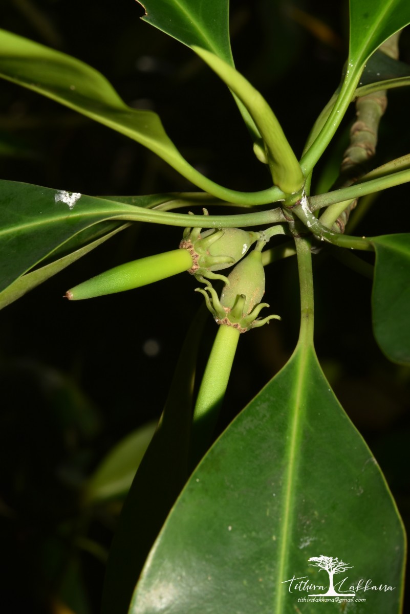 Bruguiera cylindrica (L.) Blume