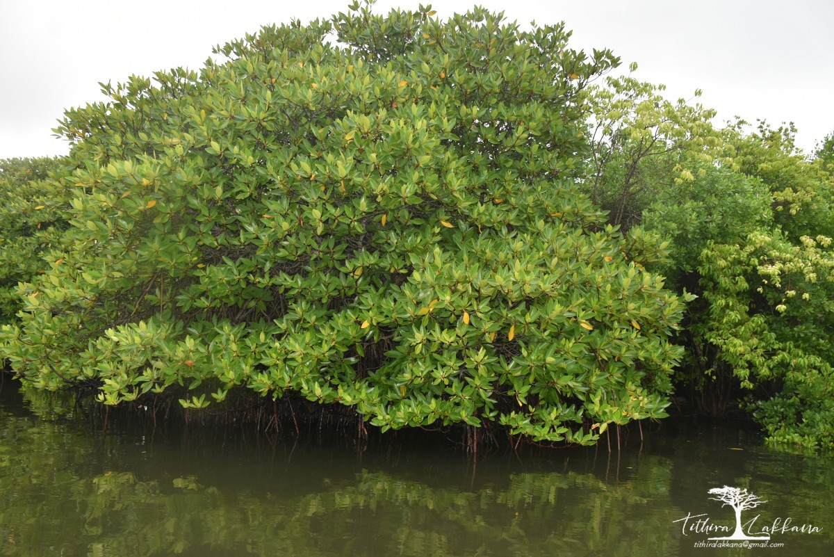 Rhizophora apiculata Blume