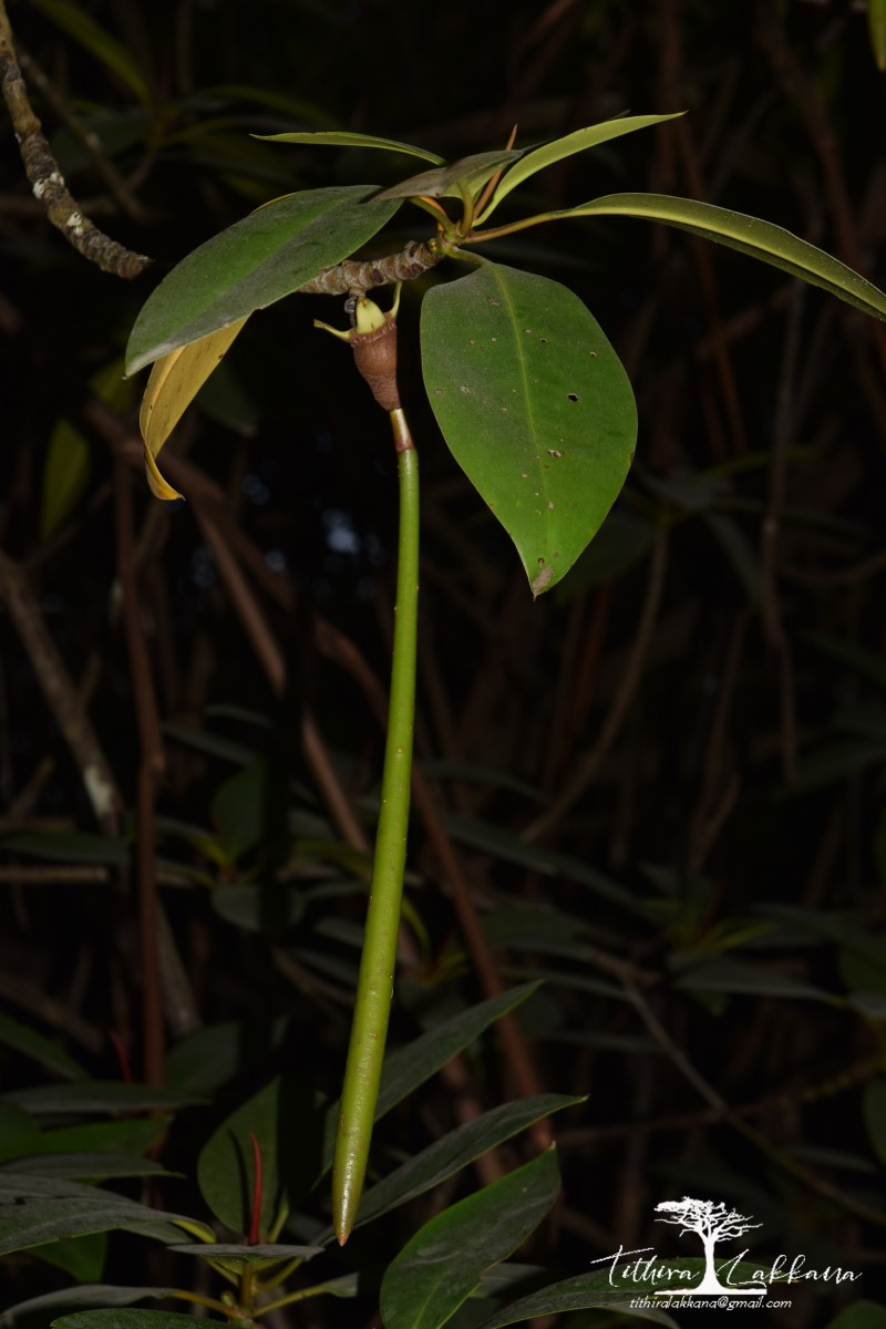 Rhizophora apiculata Blume