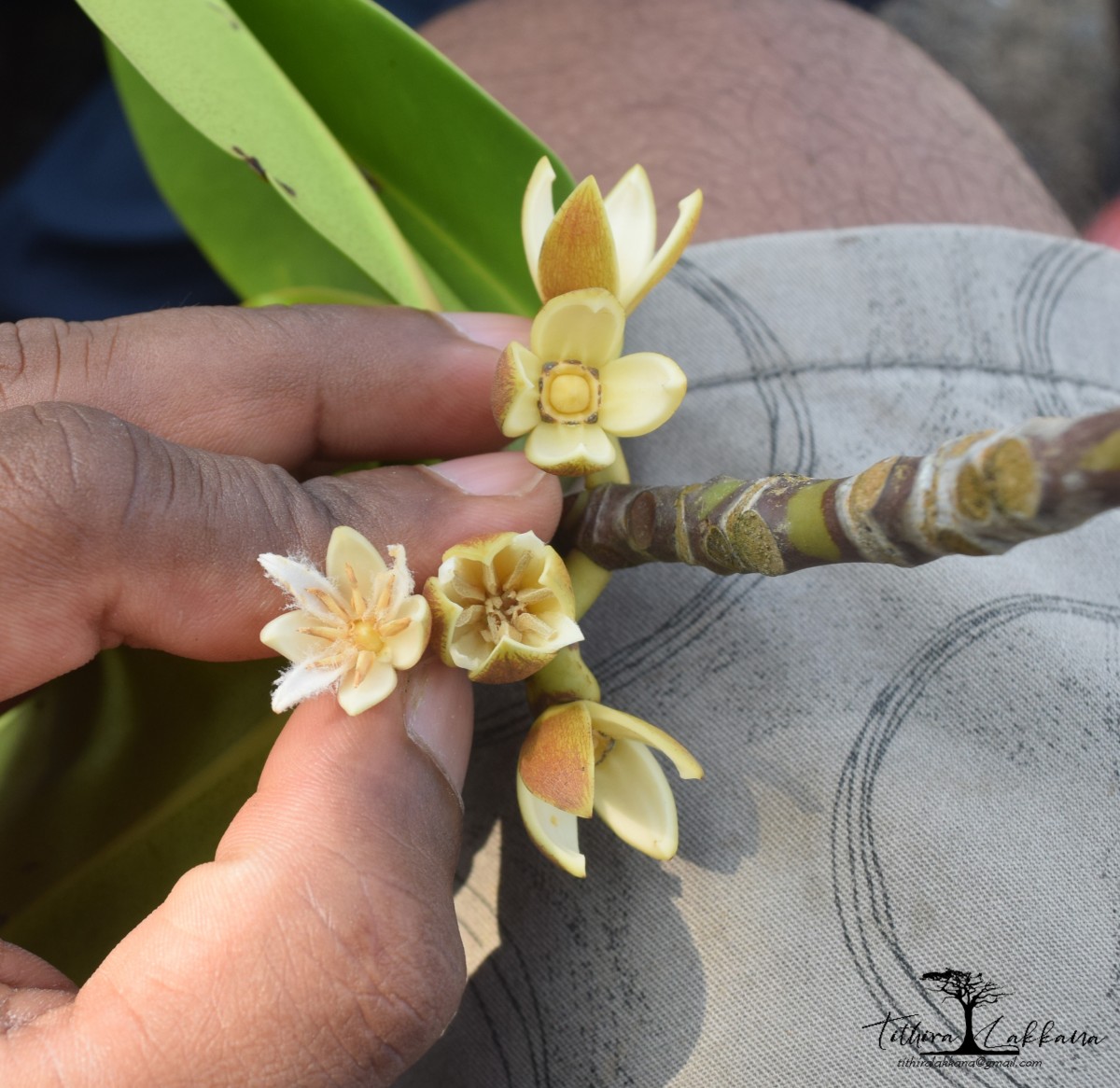 Rhizophora apiculata Blume