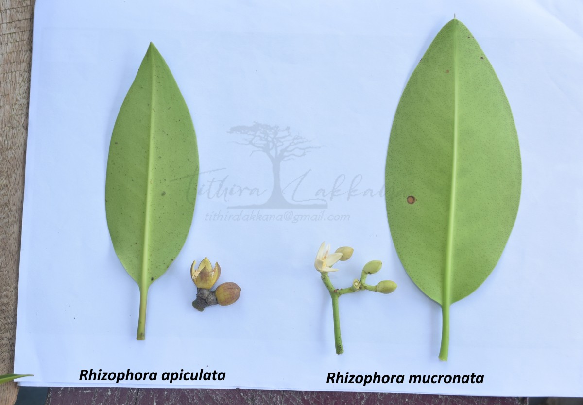 Rhizophora apiculata Blume