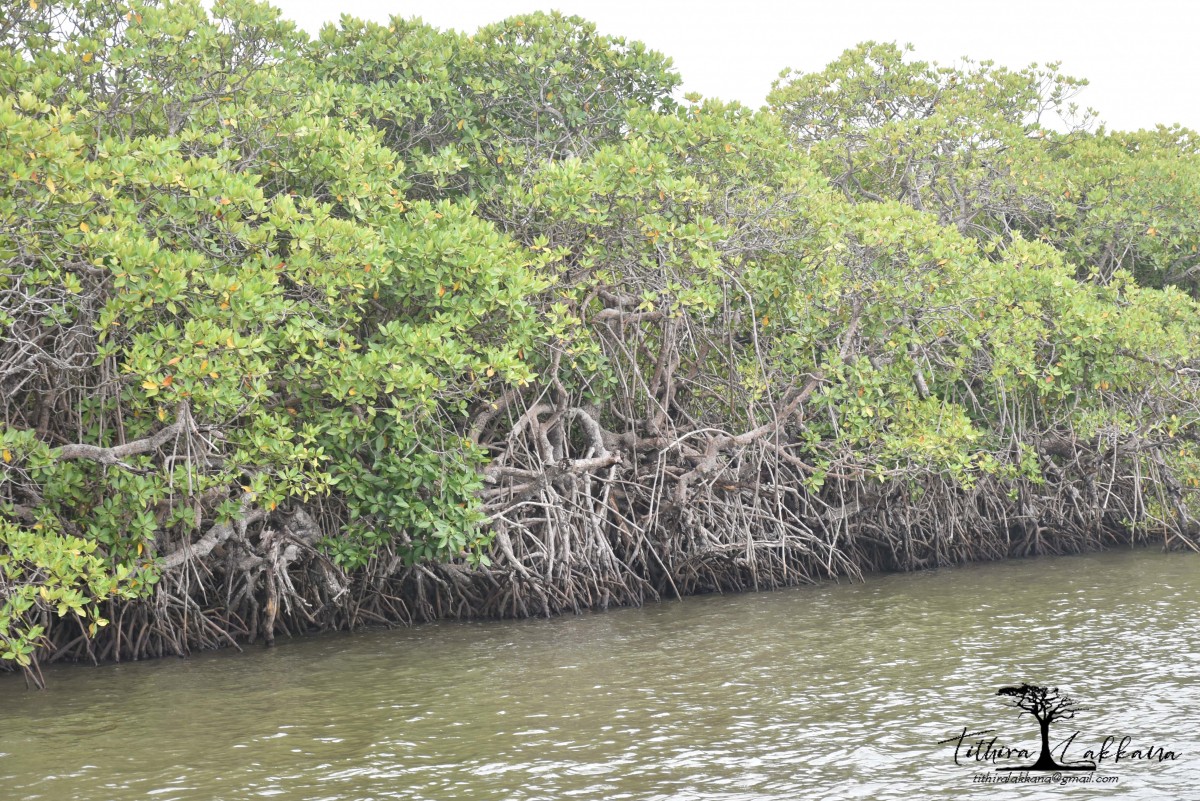 Rhizophora mucronata Poir.