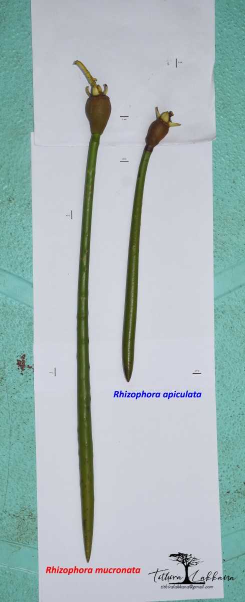 Rhizophora mucronata Poir.