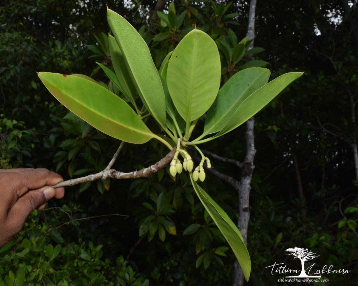 Rhizophora mucronata Poir.