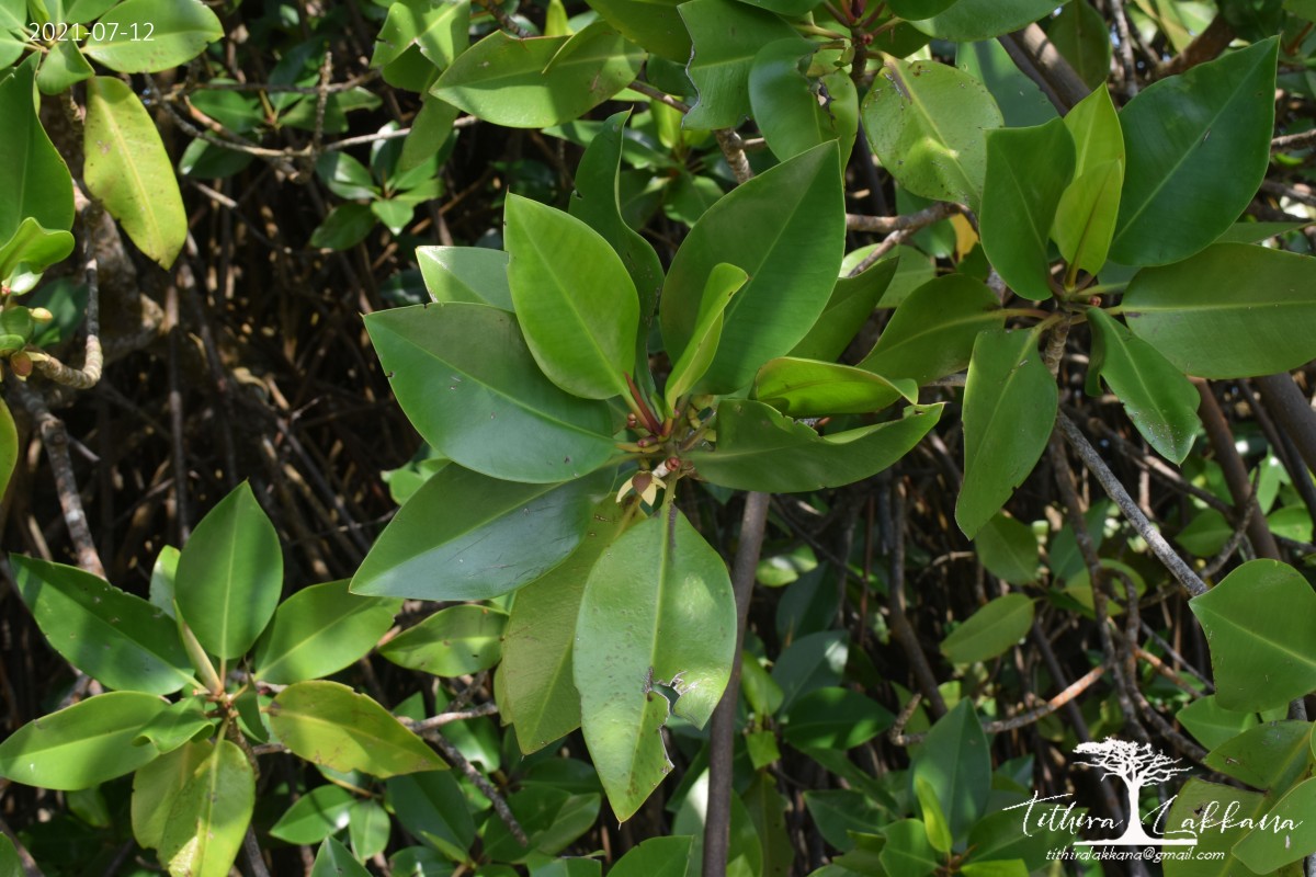 Rhizophora hybrid species