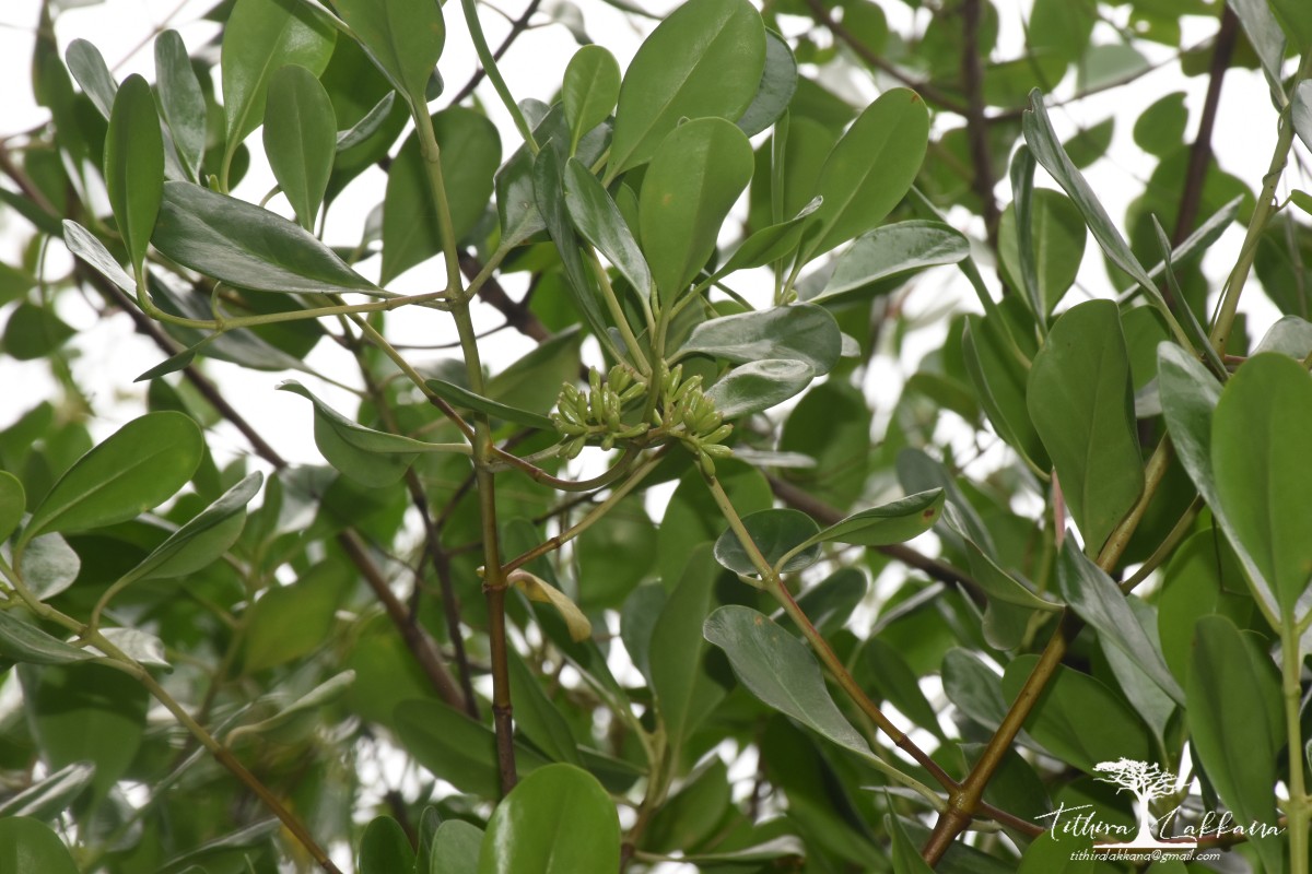 Scyphiphora hydrophylacea C.F.Gaertn.