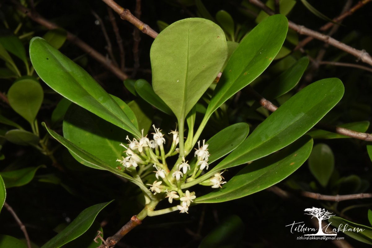 Scyphiphora hydrophylacea C.F.Gaertn.