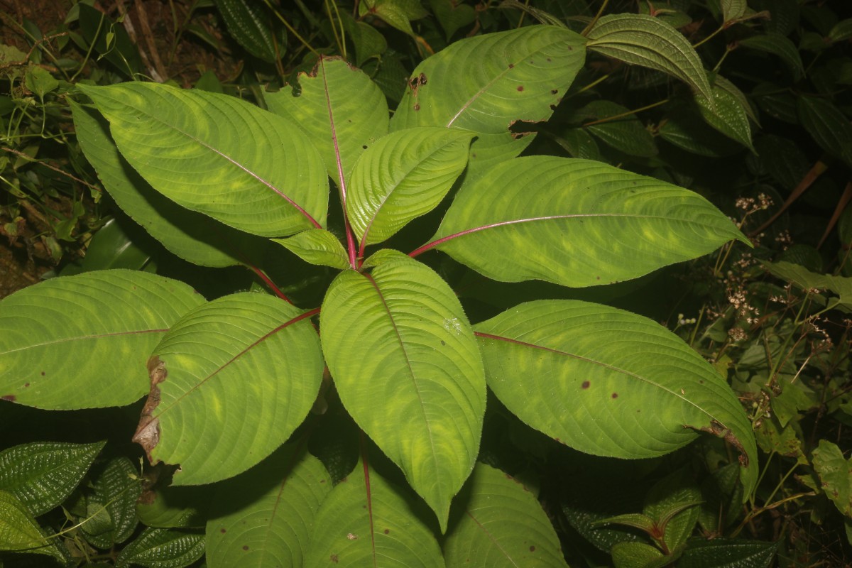 Impatiens taprobanica Hiern