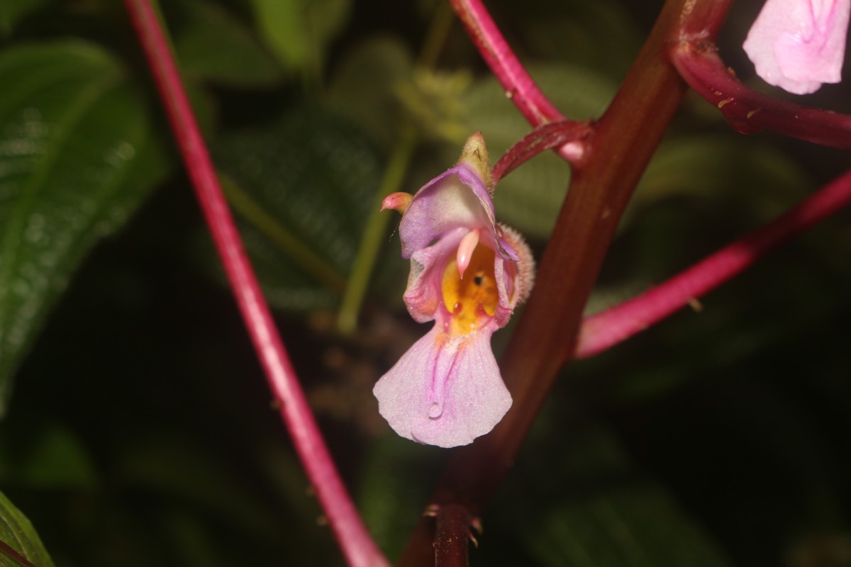 Impatiens taprobanica Hiern