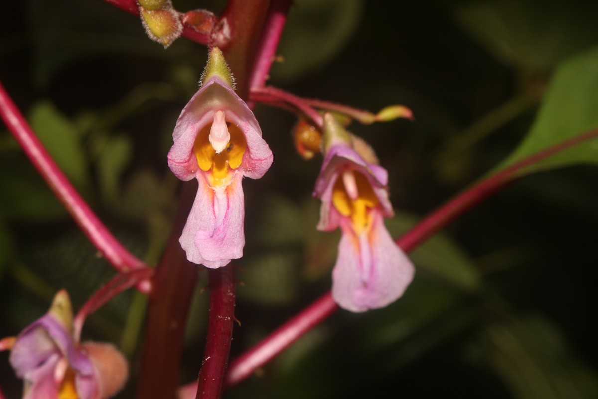 Impatiens taprobanica Hiern