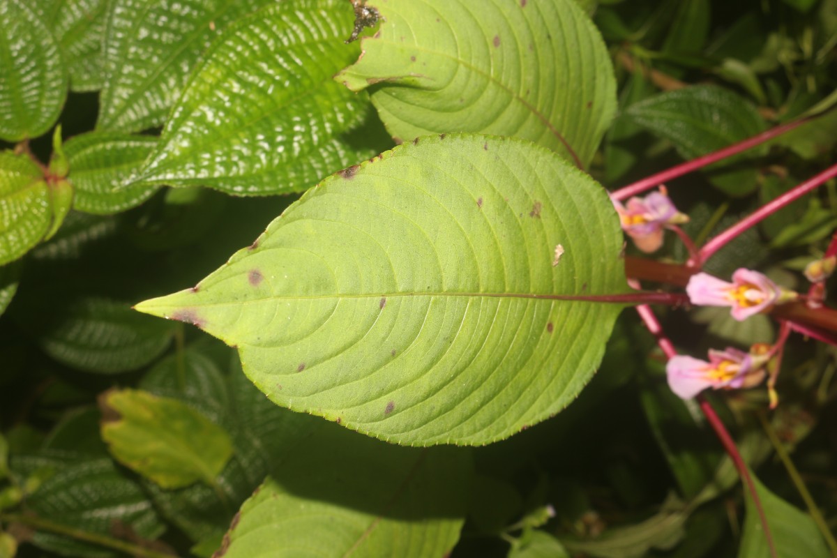 Impatiens taprobanica Hiern