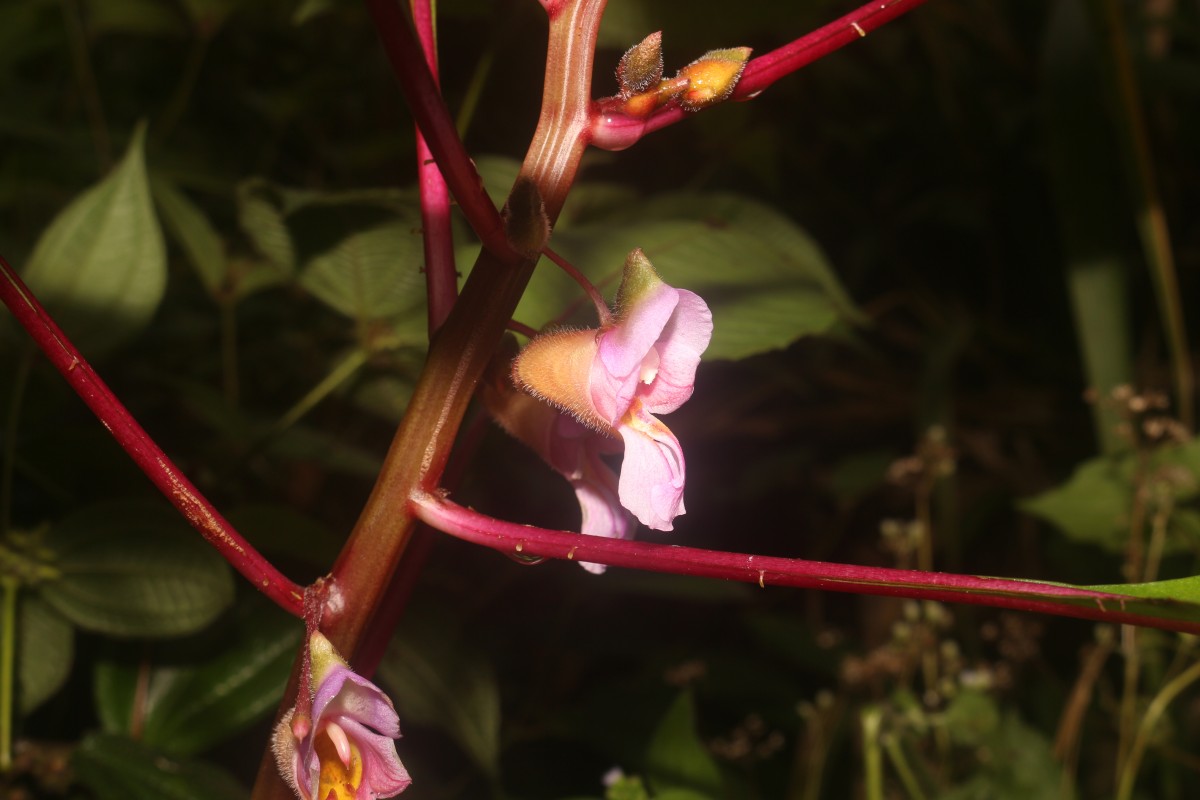 Impatiens taprobanica Hiern