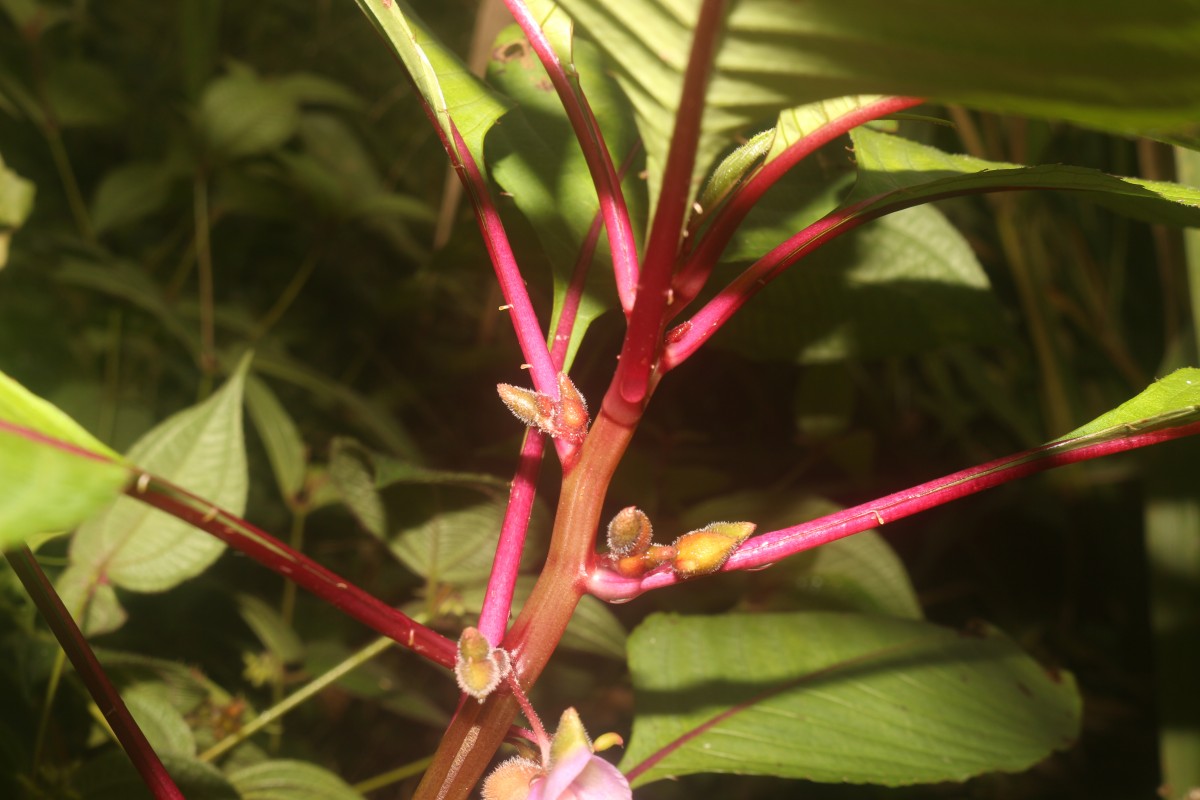 Impatiens taprobanica Hiern